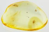 Fossil Thrip (Thysanoptera) and Wasp (Scelionidae) In Baltic Amber #325381-1
